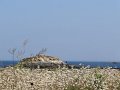 DSC02196