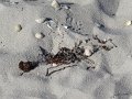 DSC02911